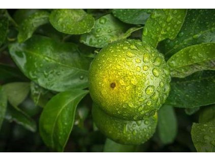 mandarinka zelena essentia nobilis