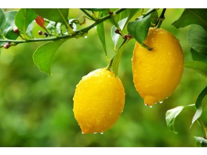 Citron 15ml