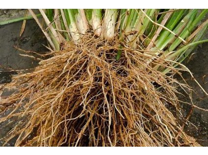 vetiver essentia nobilis