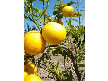 bergamot tree