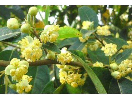 Litsea cubeba 15 ml