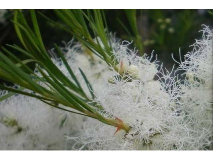 teatree essentia nobilis