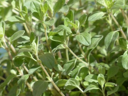 marjoram 115353 1280
