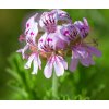 geranium ruzove
