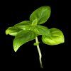 BasilSweet plant 2 1024x1024