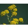 galbanum