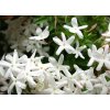 Jasmín grandiflora absolute v 10% ředění 5 ml