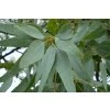 Eucalyptus staigeriana