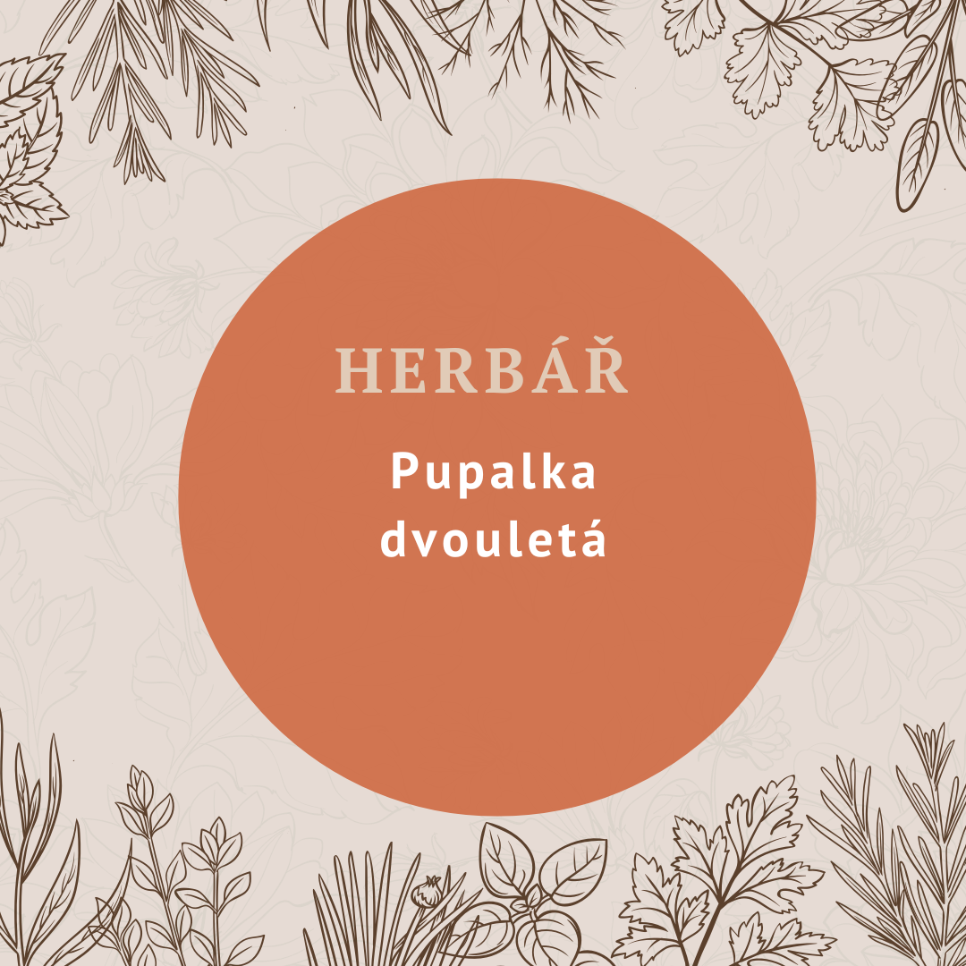 Pupalka dvouletá