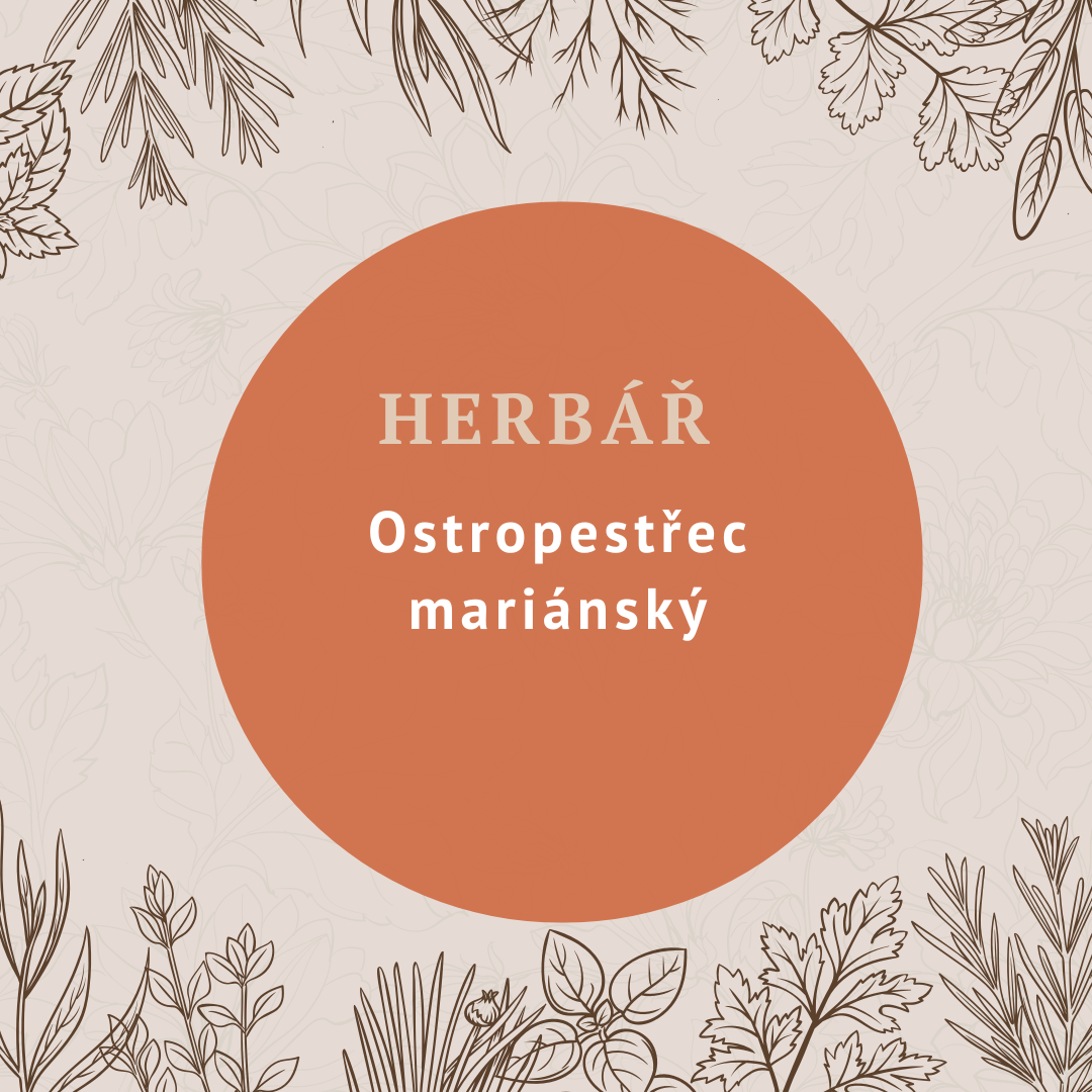 Ostropestřec mariánský