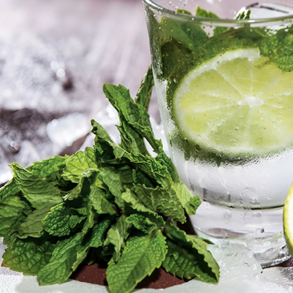 spring air frozen mojito vune