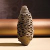 banksia image 1