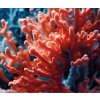 citrus coral image 2