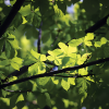 spring air green forrest vune