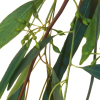 spring air eucalyptus vune