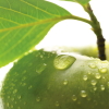 spring air green apple vune