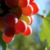spring air grapes vune