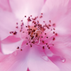 spring air secret vune