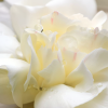 spring air white flower vune