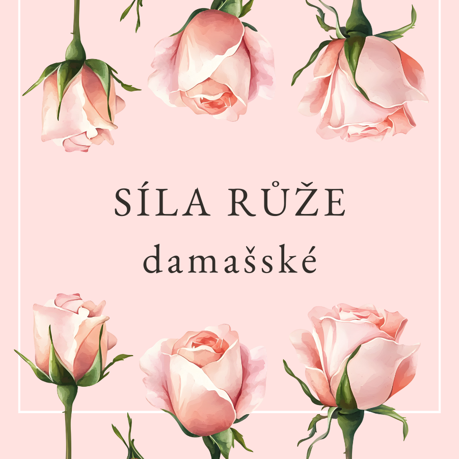 Síla růže damašské
