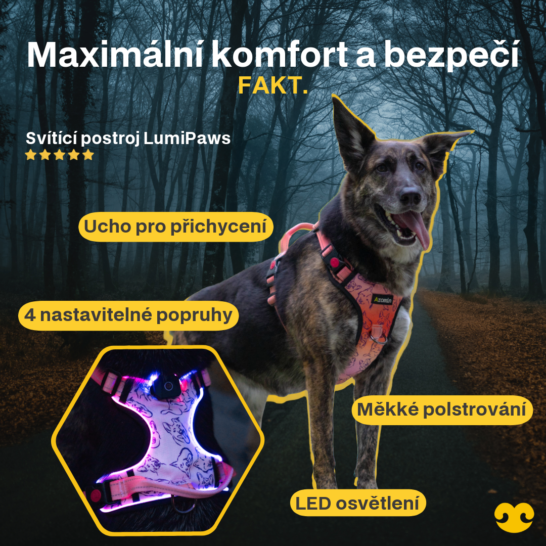 Svítící postroj pro psy je vidět za každého počasí