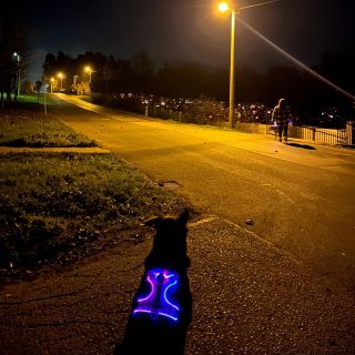 Být vidět není samozřejmost 🐕👀 Fotka je bez jakékoliv dodatečné úpravy. 💛 #aromin #aromineu #sepsemnaprochazce...