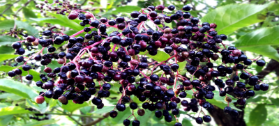 Sušený květ černého bezu