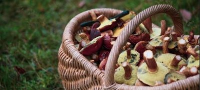 Zavařování hub od A do Z