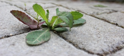 Postřik na plevel z octa