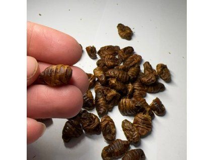 2977 bourec morusovy larvy 500g