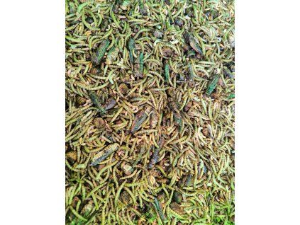 3199 suseny hmyz smes