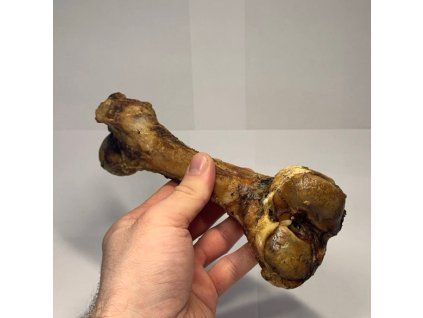 3223 veprova spikova kost 1ks