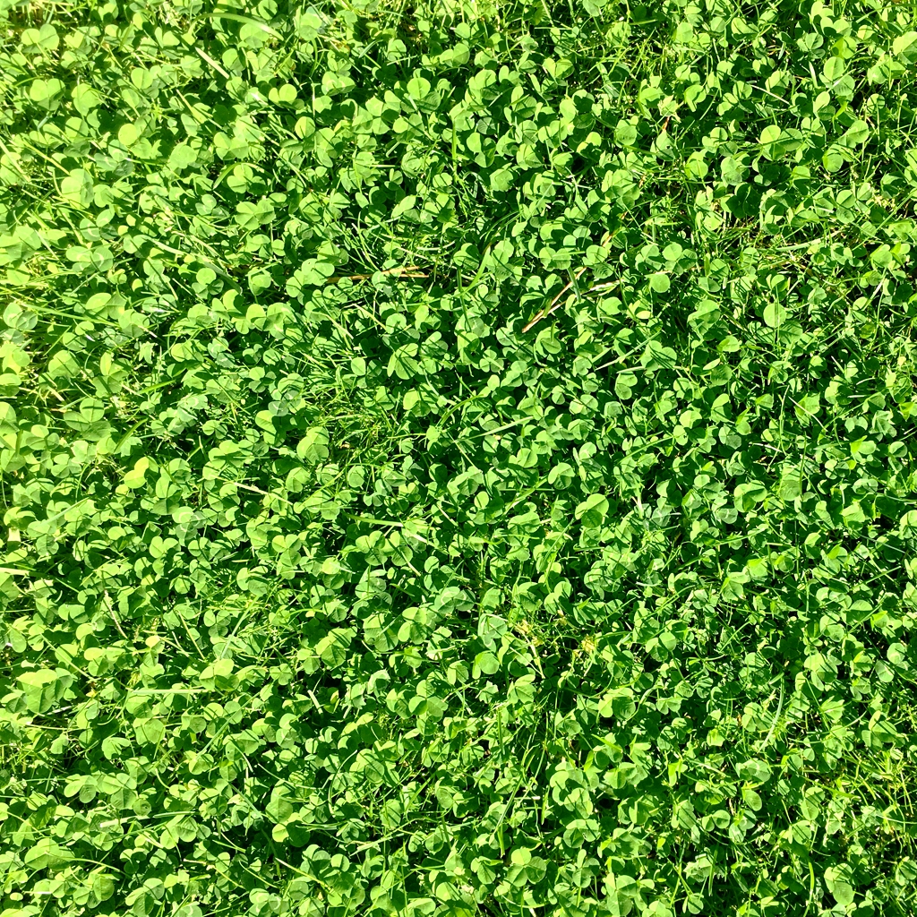 Ekologický trávník