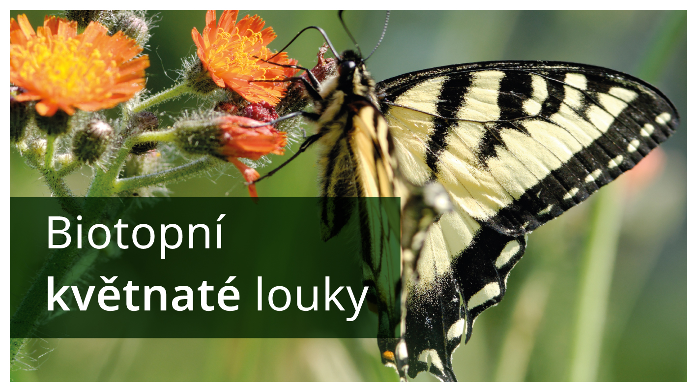 Květnaté louky