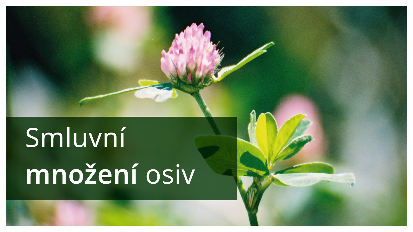 Smluvní množení osiv