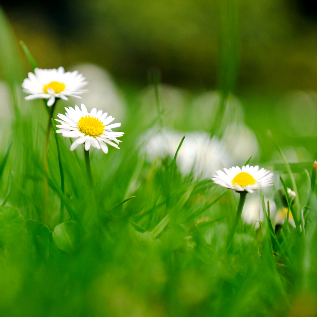 Herbicidní ochrana trávníků