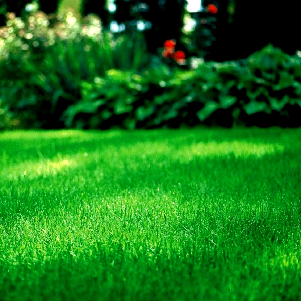 Péče o trávník – léto