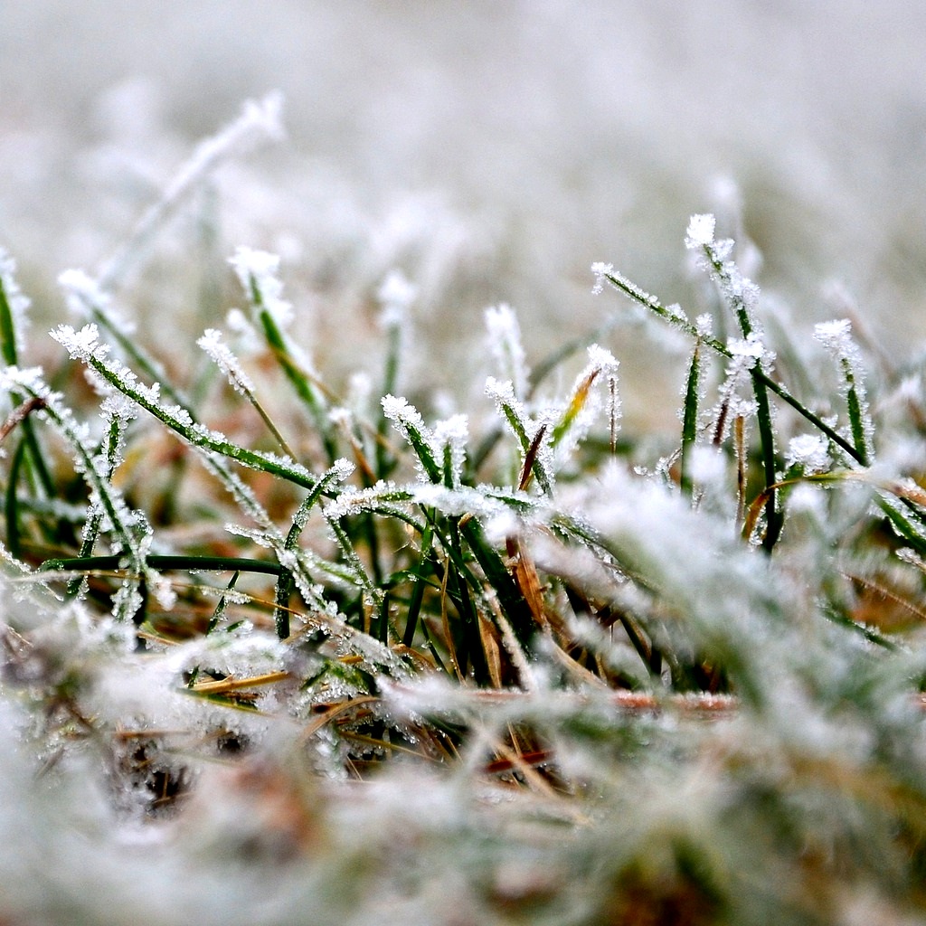 Péče o trávník – zima