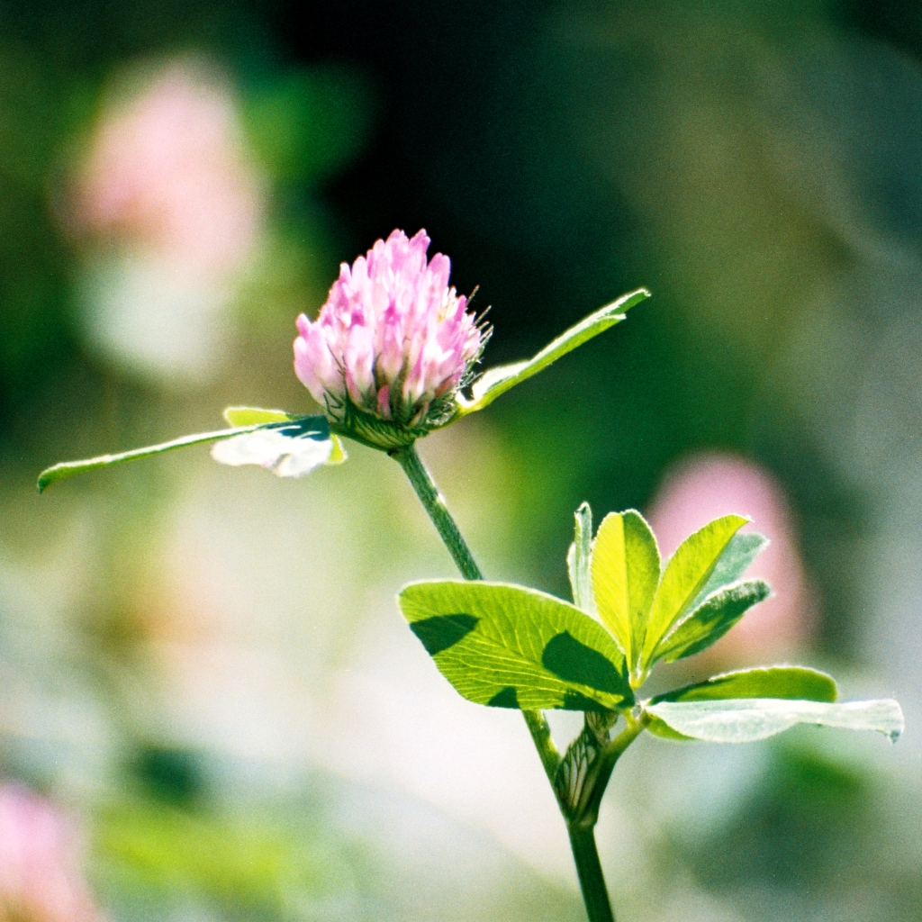 Smluvní množení osiv