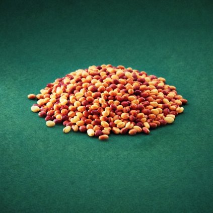 jetel lucni diploidni