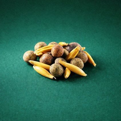 zelene hnojeni peluska+oves