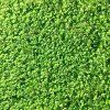 travni smes baby grass s mikrojetelem