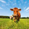 travni smes pastevni pasouci se kravy