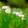 aros osiva herbicidy neselektivni