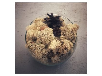 Mech ve skleněné polokouli