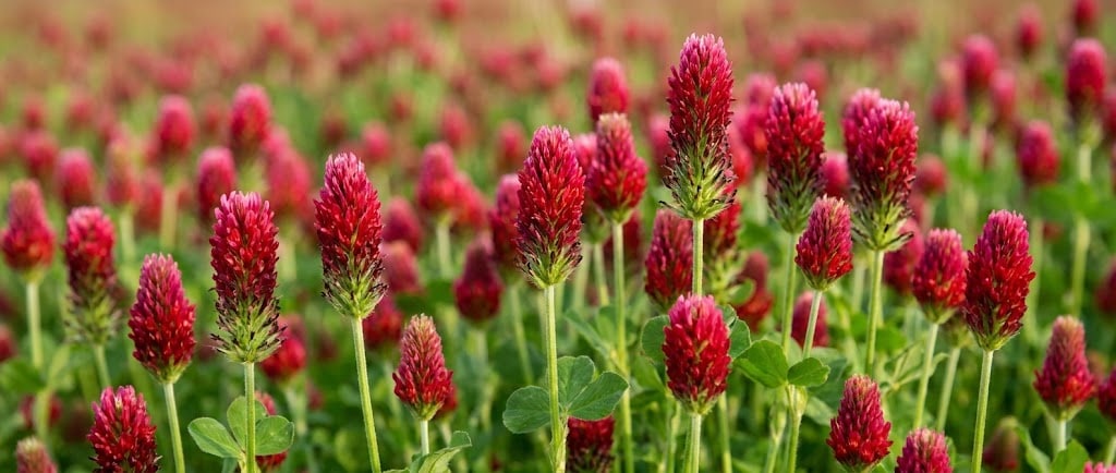 Jarní zahrada - inspirace pro kolekci FLOWER