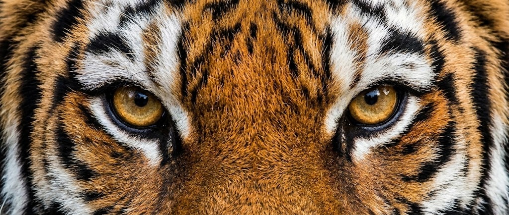Atmosférická fotografie kolekce TIGER
