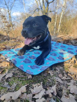 Arthur - náš hlavní model a betatester♥️ tohle počasí a odkládací deka mu moc svědčí😍 #staffy #staffordshirebullterrier...
