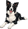 Border kolie