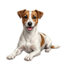 Jack Russell teriér